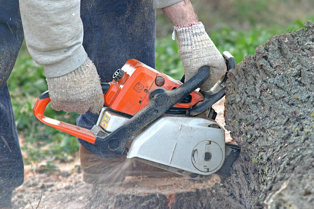 Best Arborist Consultation Services  in Hereford, TX